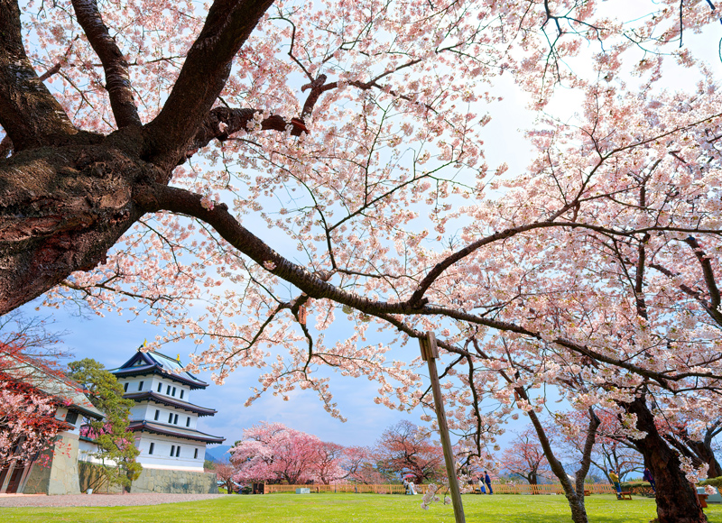  別錯過！三連休~北海道戀上櫻花6日